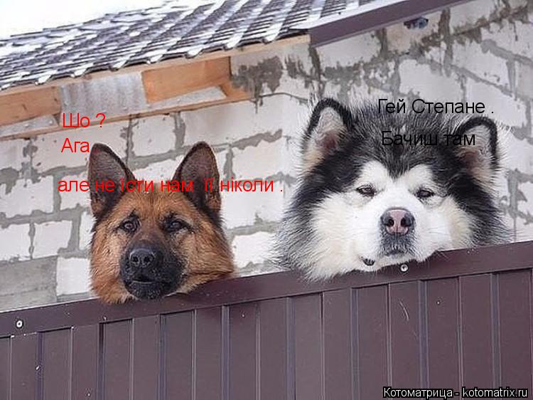 Котоматрица: Гей Степане . Шо ? Бачиш там Ага .  але не їсти нам  її ніколи .