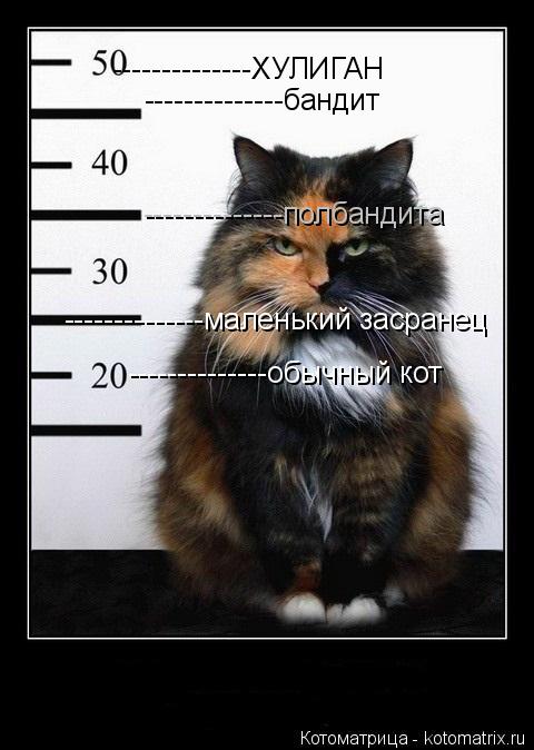 Котоматрица: --------------ХУЛИГАН --------------бандит --------------полбандита --------------маленький засранец --------------обычный кот