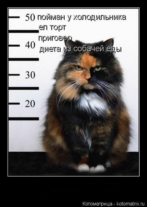 Котоматрица: пойман у холодильника пойман у холодильника ел торт приговор диета из собачей еды