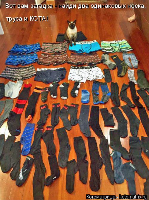 Котоматрица: Вот вам загадка - найди два одинаковых носка, труса и КОТА!