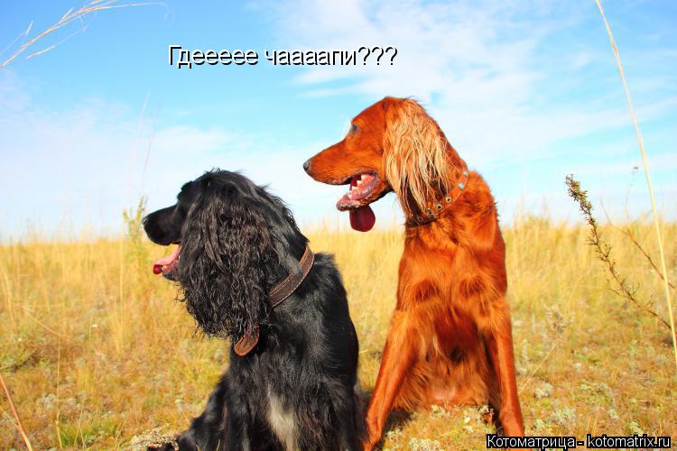 Котоматрица: Гдеееее чаааапи???