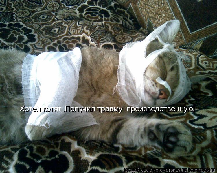 Котоматрица: Хотел котят..Получил травму  производственную!