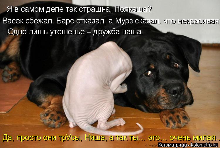 Котоматрица: Я в самом деле так страшна, Полкаша? Васек сбежал, Барс отказал, а Мурз сказал, что некрасивая… Одно лишь утешенье – дружба наша. Да, просто о