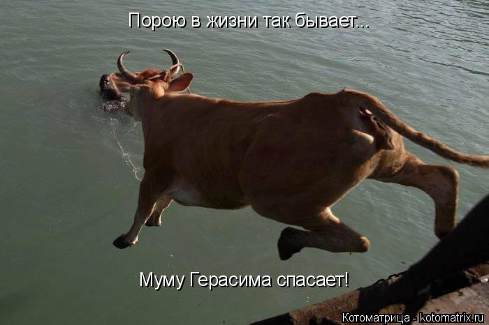 Котоматрица: Муму Герасима спасает! Порою в жизни так бывает...