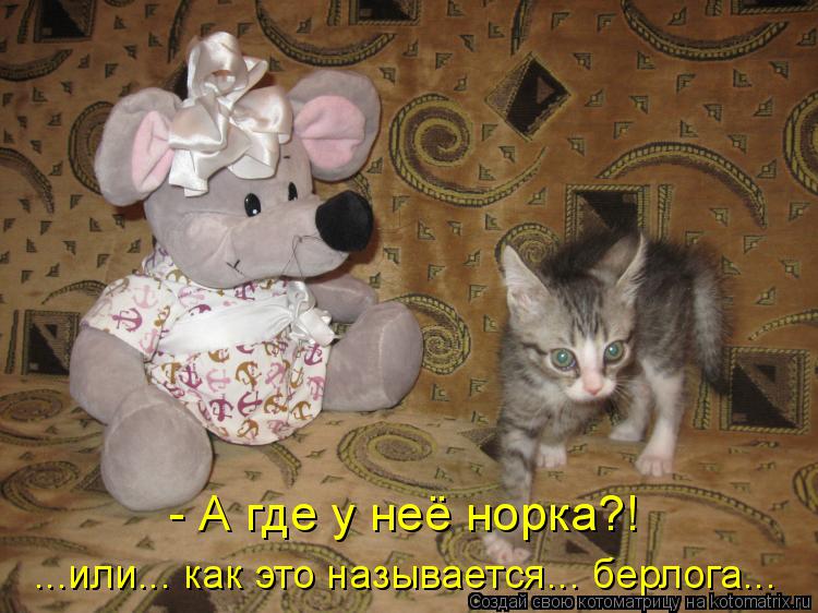 ...или... как это называется... берлога... - А где у неё норка?!... Котоматрица: ...или... как это называется... берлога... - А где у неё норка?!