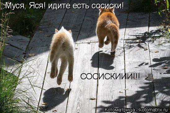 Котоматрица: Муся, Яся! идите есть сосиски! СОСИСКИИИ!!!