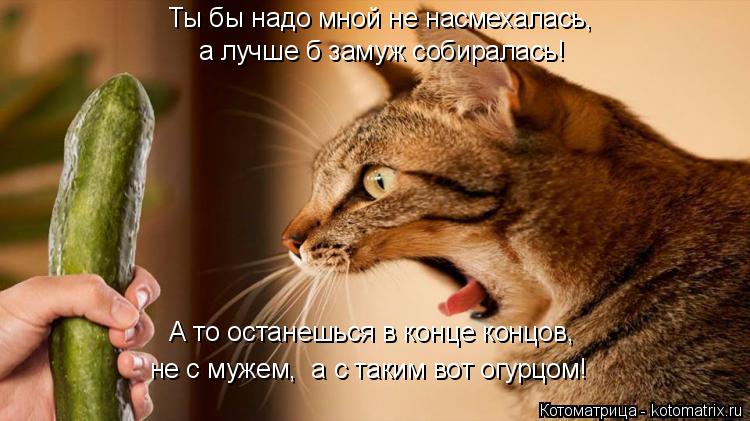 Котоматрица: Ты бы надо мной не насмехалась, а лучше б замуж собиралась! А то останешься в конце концов, не с мужем,  а с таким вот огурцом!