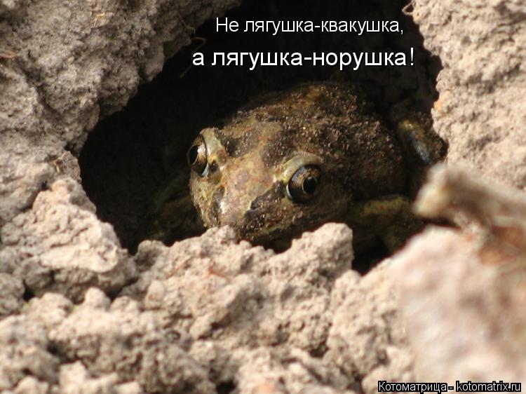 Котоматрица: Не лягушка-квакушка, а лягушка-норушка!