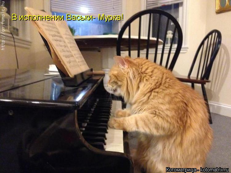 Котоматрица: В исполнении Васьки- Мурка!