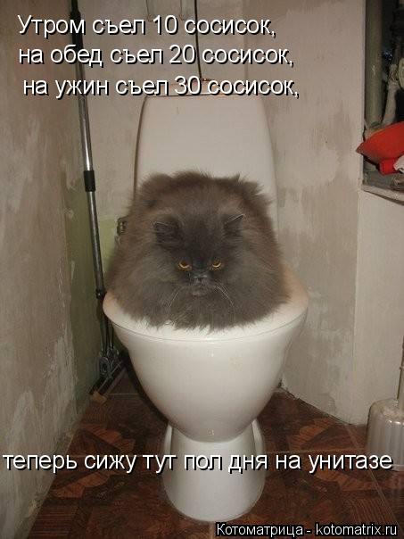 Котоматрица: Утром съел 10 сосисок, на обед съел 20 сосисок, на ужин съел 30 сосисок, теперь сижу тут пол дня на унитазе