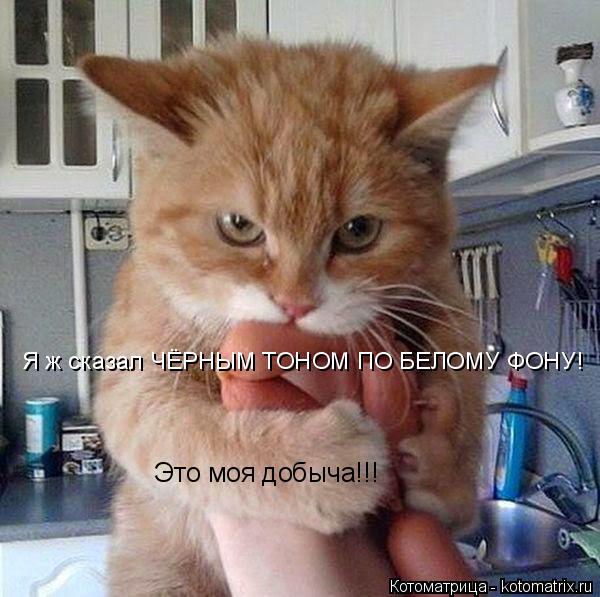 Котоматрица: Я ж сказал ЧЁРНЫМ ТОНОМ ПО БЕЛОМУ ФОНУ! Это моя добыча!!!
