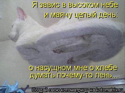 Котоматрица: Я завис в высоком небе  и маячу целый день: о насущном мне о хлебе  думать почему-то лень...