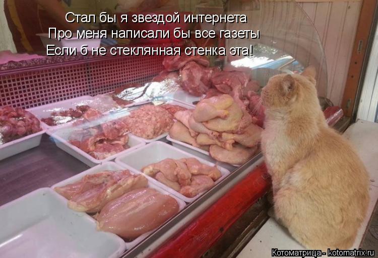 Котоматрица: Стал бы я звездой интернета Про меня написали бы все газеты Если б не стеклянная стенка эта!