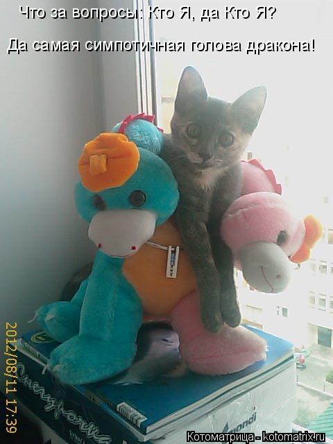 Да самая симпотичная голова дракона! Что за вопросы: Кто Я, да Кто Я?... Котоматрица: Да самая симпотичная голова дракона! Что за вопросы: Кто Я, да Кто Я?