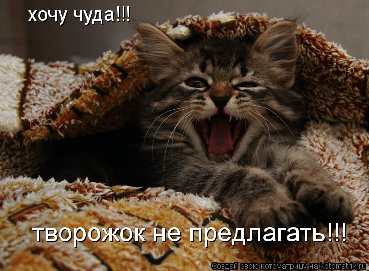 Котоматрица: хочу чуда!!! творожок не предлагать!!!