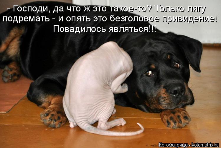 Котоматрица: - Господи, да что ж это такое-то? Только лягу подремать - и опять это безголовое привидение! Повадилось являться!!!