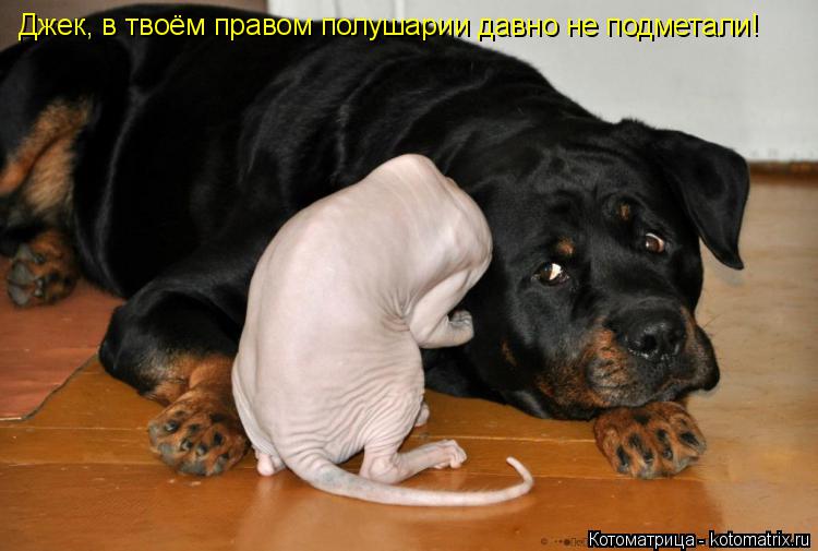 Котоматрица: Джек, в твоём правом полушарии давно не подметали!