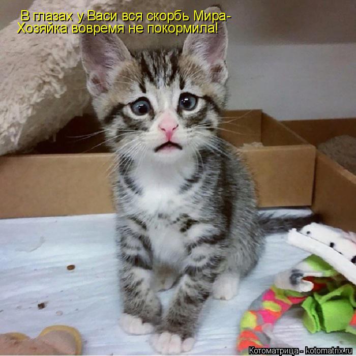 Котоматрица: В глазах у Васи вся скорбь Мира-  Хозяйка вовремя не покормила!