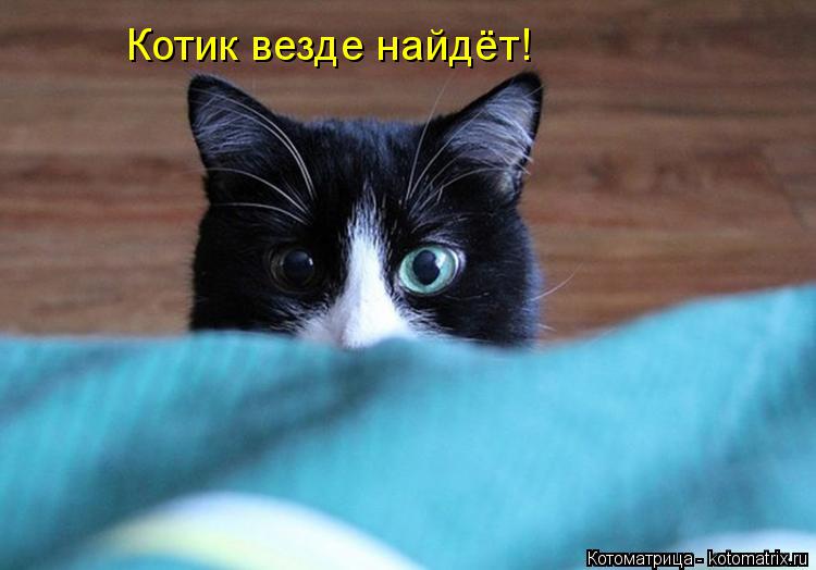 Котоматрица: Котик везде найдёт!