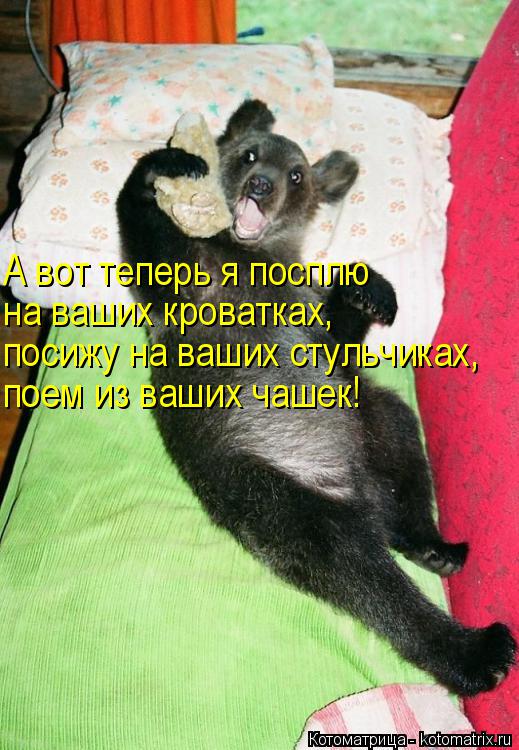 Котоматрица: А вот теперь я посплю на ваших кроватках, посижу на ваших стульчиках, поем из ваших чашек!