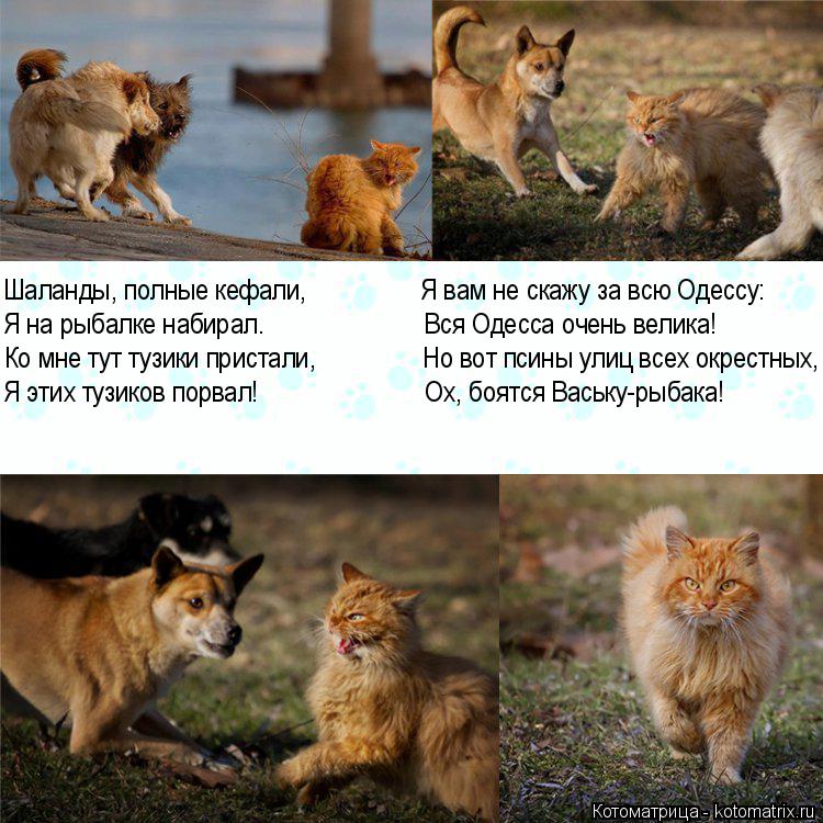 Котоматрица: Ко мне тут тузики пристали,                Но вот псины улиц всех окрестных, Я на рыбалке набирал.                        Вся Одесса очень велика! Шаланды, пол