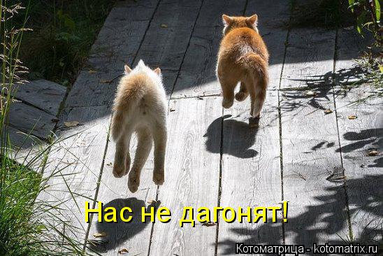 Нас не дагонят!... Котоматрица: Нас не дагонят!