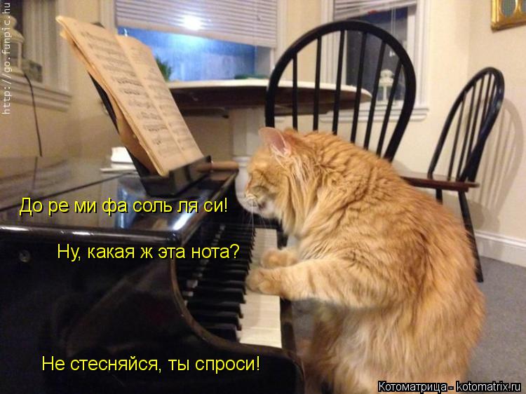 До ре ми фа соль ля си! Ну, какая ж эта нота? Не стесняйся, ты спроси!... Котоматрица: До ре ми фа соль ля си! Ну, какая ж эта нота? Не стесняйся, ты спроси!