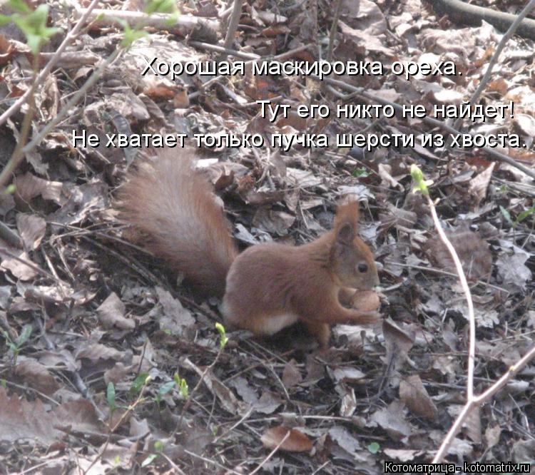 Хорошая маскировка ореха. Тут его никто не найдет! Не хватает только пучка шерсти из хвоста.... Котоматрица: Хорошая маскировка ореха. Тут его никто не найдет! Не хватает только пучка шерсти из хвоста.