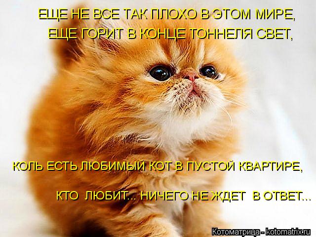 ЕЩЕ НЕ ВСЕ ТАК ПЛОХО В ЭТОМ МИРЕ, ЕЩЕ ГОРИТ В КОНЦЕ ТОННЕЛЯ СВЕТ, КОЛЬ ЕСТЬ ЛЮБИМЫЙ КОТ В ПУСТОЙ КВ... Котоматрица: ЕЩЕ НЕ ВСЕ ТАК ПЛОХО В ЭТОМ МИРЕ, ЕЩЕ ГОРИТ В КОНЦЕ ТОННЕЛЯ СВЕТ, КОЛЬ ЕСТЬ ЛЮБИМЫЙ КОТ В ПУСТОЙ КВАРТИРЕ, КТО ЛЮБИТ... НИЧЕГО НЕ ЖДЕТ В ОТВЕ