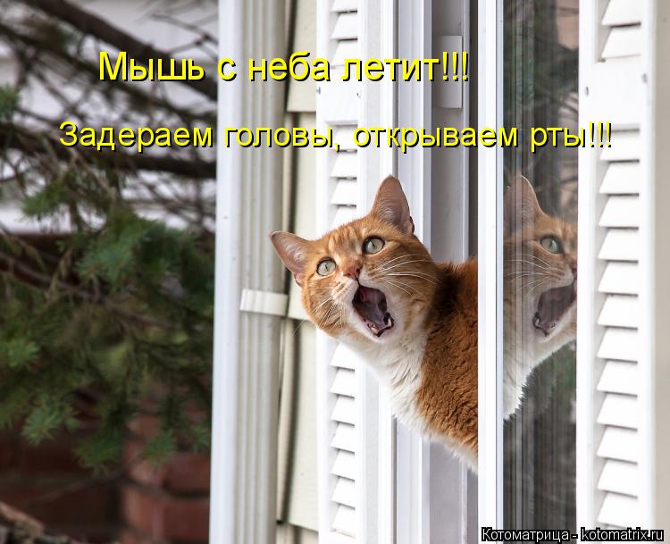 Мышь с неба летит!!! Задераем головы, открываем рты!!!... Котоматрица: Мышь с неба летит!!! Задераем головы, открываем рты!!!