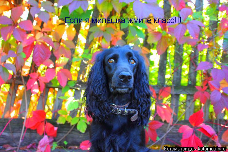 Если я милашка жмите класс!!!... Котоматрица: Если я милашка жмите класс!!!
