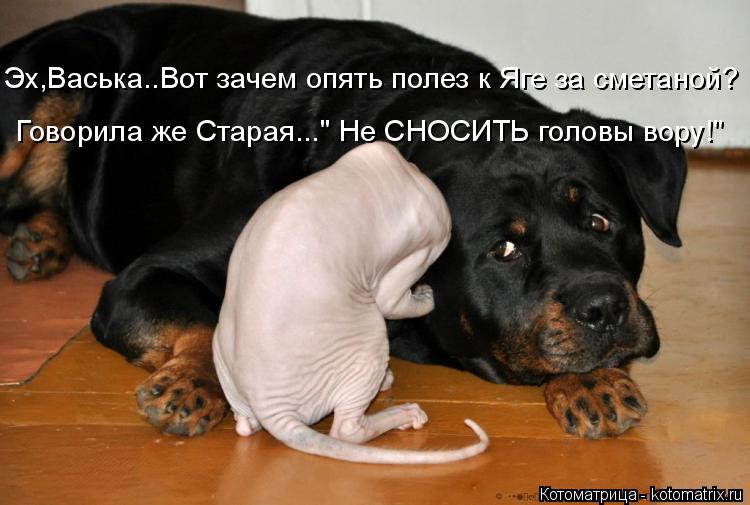 Эх,Васька..Вот зачем опять полез к Яге за сметаной? Говорила же Старая..." Не СНОСИТЬ головы вору!"... Котоматрица: Эх,Васька..Вот зачем опять полез к Яге за сметаной? Говорила же Старая..." Не СНОСИТЬ головы вору!"