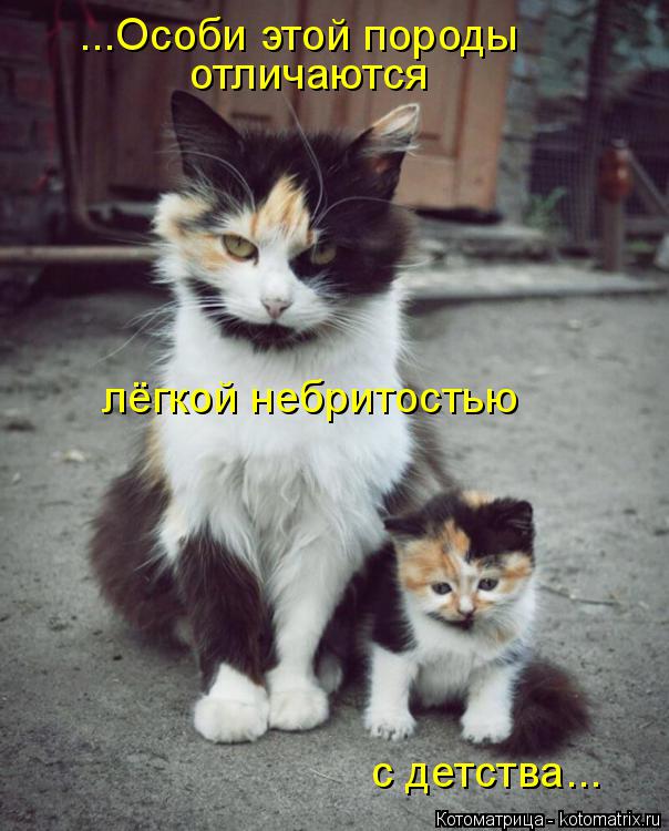 отличаются лёгкой небритостью с детства... ...Особи этой породы... Котоматрица: отличаются лёгкой небритостью с детства... ...Особи этой породы