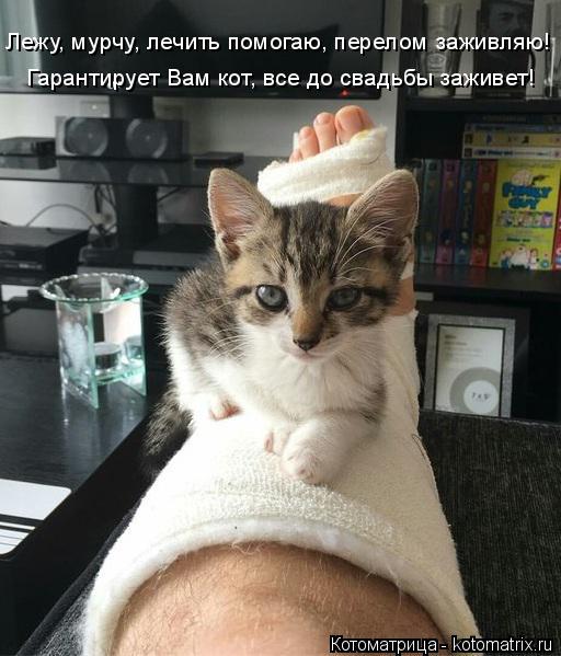 Гарантирует Вам кот, все до свадьбы заживет! Лежу, мурчу, лечить помогаю, перелом заживляю!... Котоматрица: Гарантирует Вам кот, все до свадьбы заживет! Лежу, мурчу, лечить помогаю, перелом заживляю!