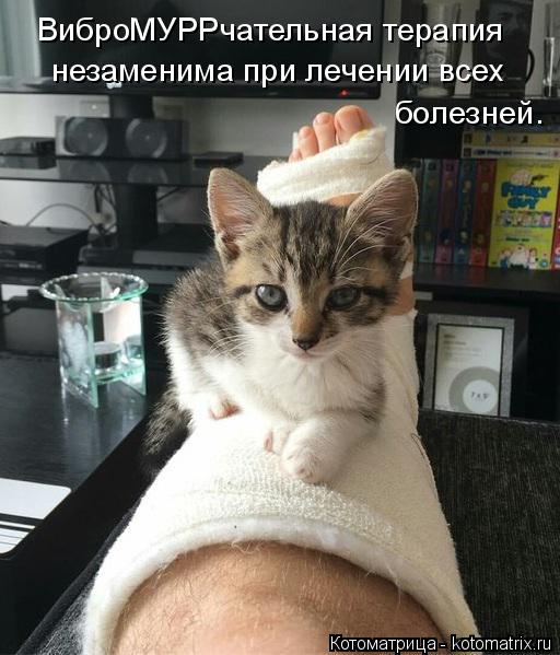 ВиброМУРРчательная терапия незаменима при лечении всех болезней.... Котоматрица: ВиброМУРРчательная терапия незаменима при лечении всех болезней.