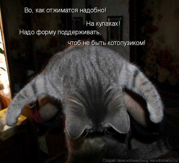 Во, как отжиматся надобно! На кулаках! Надо форму поддерживать, чтоб не быть котопузиком!... Котоматрица: Во, как отжиматся надобно! На кулаках! Надо форму поддерживать, чтоб не быть котопузиком!