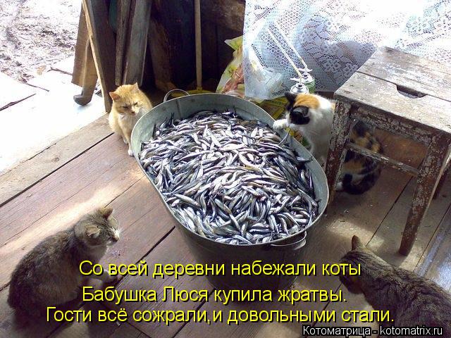 Со всей деревни набежали коты Бабушка Люся купила жратвы. Гости всё сожрали,и довольными стали.... Котоматрица: Со всей деревни набежали коты Бабушка Люся купила жратвы. Гости всё сожрали,и довольными стали.