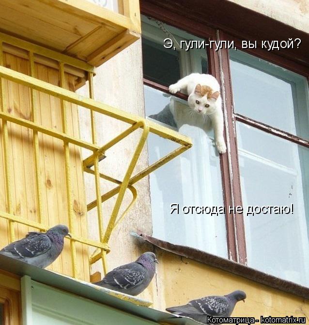 Э, гули-гули, вы кудой? Я отсюда не достаю!... Котоматрица: Э, гули-гули, вы кудой? Я отсюда не достаю!