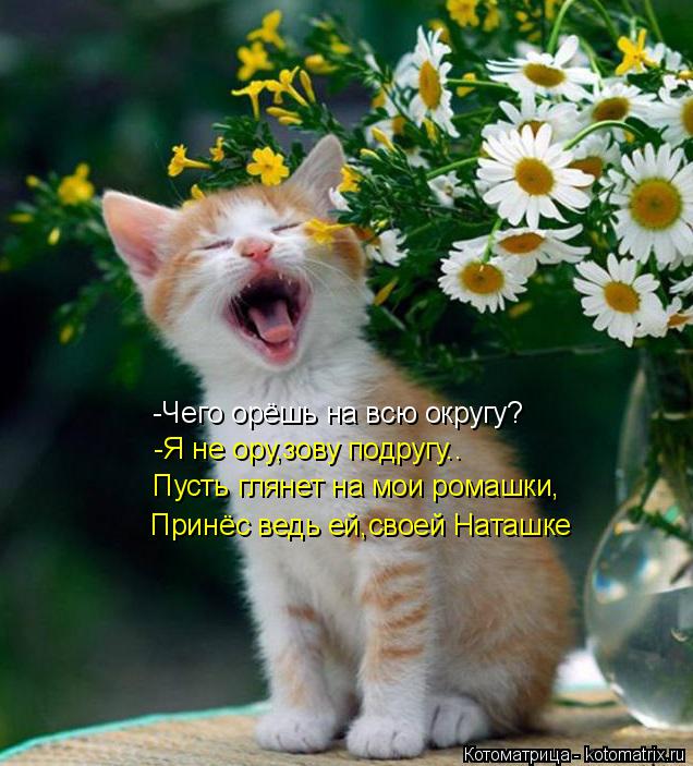-Чего орёшь на всю округу? -Я не ору,зову подругу.. Пусть глянет на мои ромашки, Принёс ведь ей,своей... Котоматрица: -Чего орёшь на всю округу? -Я не ору,зову подругу.. Пусть глянет на мои ромашки, Принёс ведь ей,своей Наташке