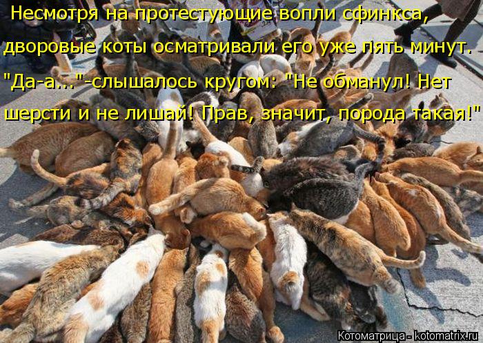 Несмотря на протестующие вопли сфинкса, дворовые коты осматривали его уже пять минут. "Да-а..."-слы... Котоматрица: Несмотря на протестующие вопли сфинкса, дворовые коты осматривали его уже пять минут. "Да-а..."-слышалось кругом: "Не обманул! Нет шерсти и н