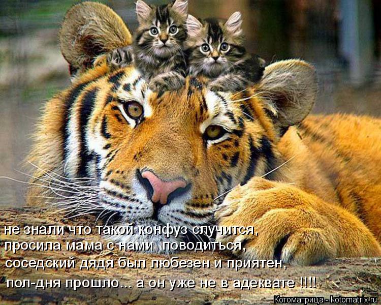 не знали что такой конфуз случится, просила мама с нами поводиться, соседский дядя был любезен и пр... Котоматрица: не знали что такой конфуз случится, просила мама с нами поводиться, соседский дядя был любезен и приятен, пол-дня прошло... а он уже не в адек