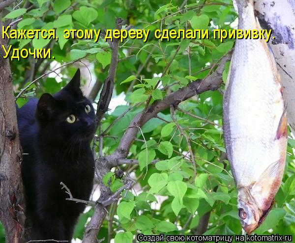 Кажется, этому дереву сделали прививку. Удочки.... Котоматрица: Кажется, этому дереву сделали прививку. Удочки.