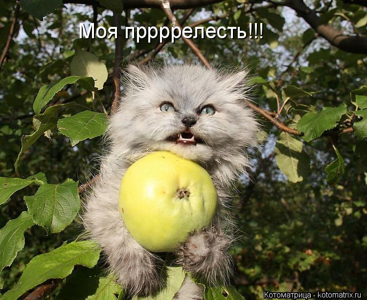 Моя пррррелесть!!!... Котоматрица: Моя пррррелесть!!!