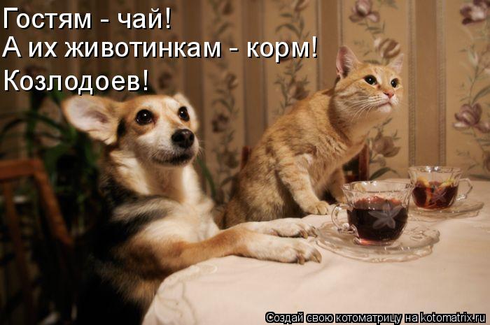 Гостям - чай! А их животинкам - корм! Козлодоев!... Котоматрица: Гостям - чай! А их животинкам - корм! Козлодоев!