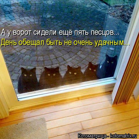 День обещал быть не очень удачным... А у ворот сидели ещё пять песцов...... Котоматрица: День обещал быть не очень удачным... А у ворот сидели ещё пять песцов...