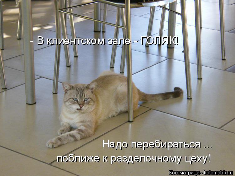 - В клиентском зале - ГОЛЯК! Надо перебираться ... поближе к разделочному цеху!... Котоматрица: - В клиентском зале - ГОЛЯК! Надо перебираться ... поближе к разделочному цеху!