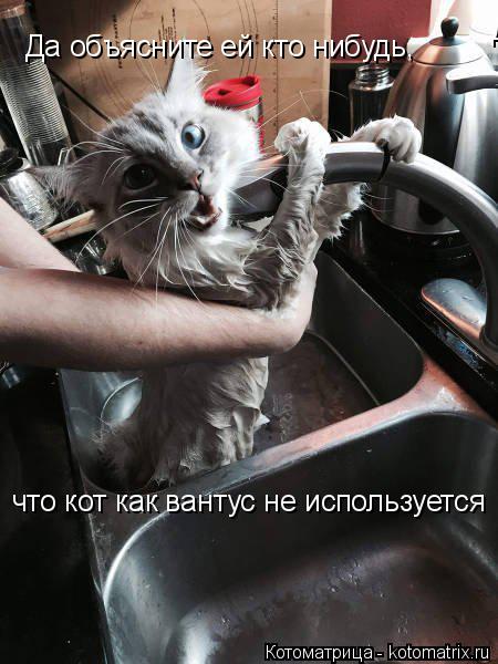 Да объясните ей кто нибудь, Да объясните ей кто нибудь, что кот как вантус не используется... Котоматрица: Да объясните ей кто нибудь, Да объясните ей кто нибудь, что кот как вантус не используется