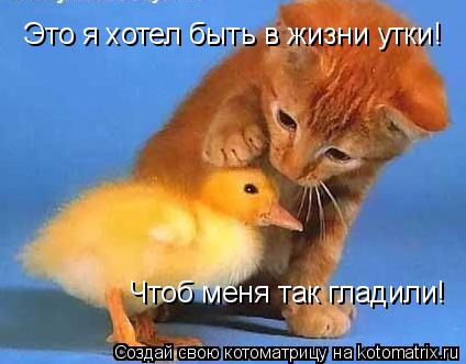 Это я хотел быть в жизни утки! Чтоб меня так гладили!... Котоматрица: Это я хотел быть в жизни утки! Чтоб меня так гладили!