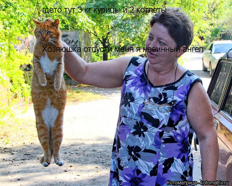 гдето тут 3 кг курицы и 2 котлеты Хозяюшка отпусти меня я невинный ангел... Котоматрица: гдето тут 3 кг курицы и 2 котлеты Хозяюшка отпусти меня я невинный ангел