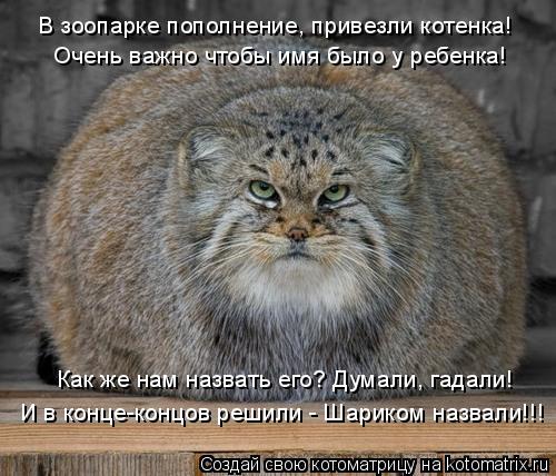 Очень важно чтобы имя было у ребенка! Как же нам назвать его? Думали, гадали! В зоопарке пополнение, ... Котоматрица: Очень важно чтобы имя было у ребенка! Как же нам назвать его? Думали, гадали! В зоопарке пополнение, привезли котенка! И в конце-концов решили
